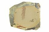 Shale With Dawn Redwood (Metasequoia) Fossils - Montana #356480-1